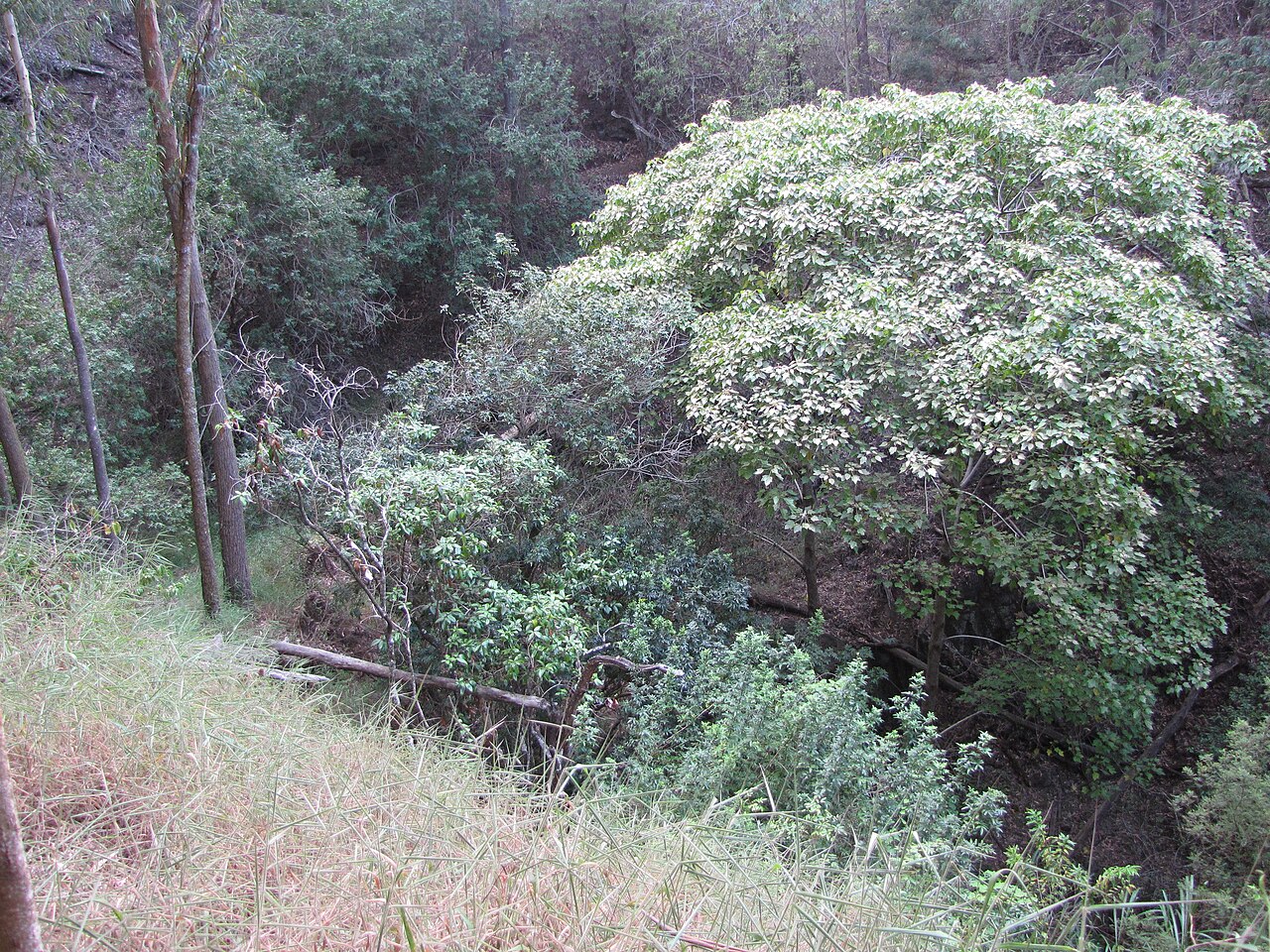 Olopua (Nestegis sandwicensis) - PlantNative.org Mature olopua crown in a Hawaiian gulch