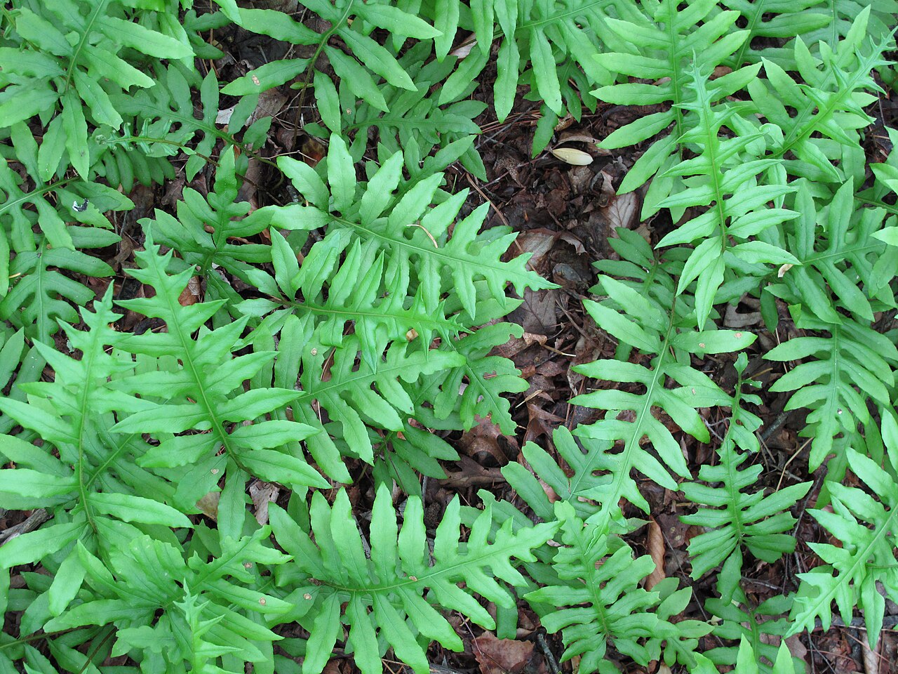 Netted Chain Fern (Woodwardia areolata) - PlantNative.org Netted Chain Fern (Woodwardia areolata) broad, deeply lobed sterile fronds seen from above