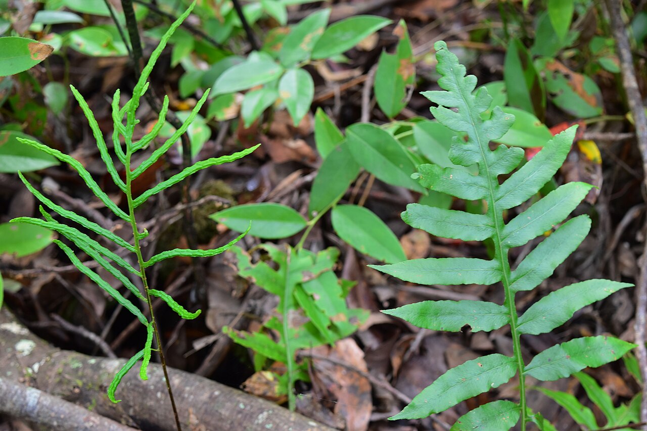 Netted Chain Fern (Woodwardia areolata) - PlantNative.org Netted Chain Fern (Woodwardia areolata) with a broad lobed sterile frond beside a narrow-segmented fertile frond