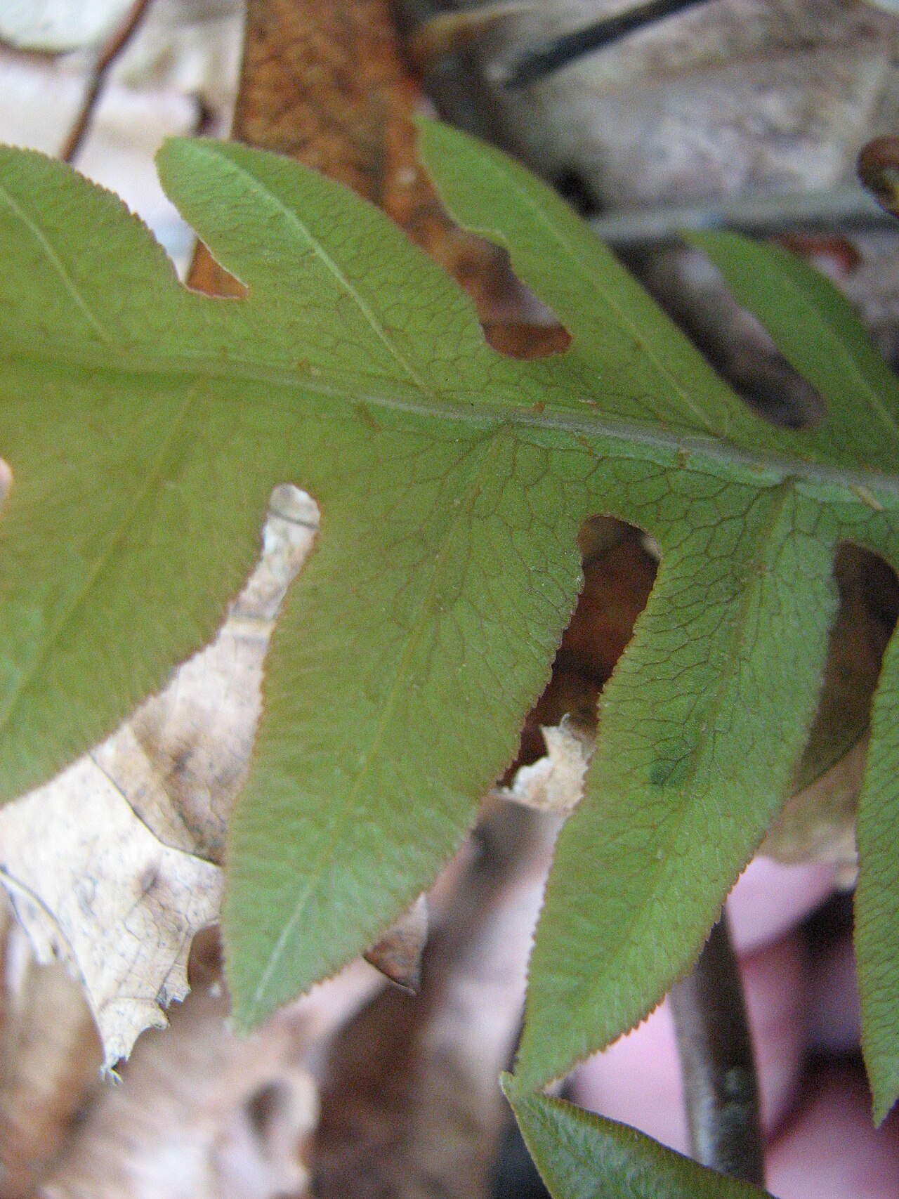 Netted Chain Fern (Woodwardia areolata) - PlantNative.org Underside of a Netted Chain Fern (Woodwardia areolata) frond segment showing the net-like vein pattern along the midrib