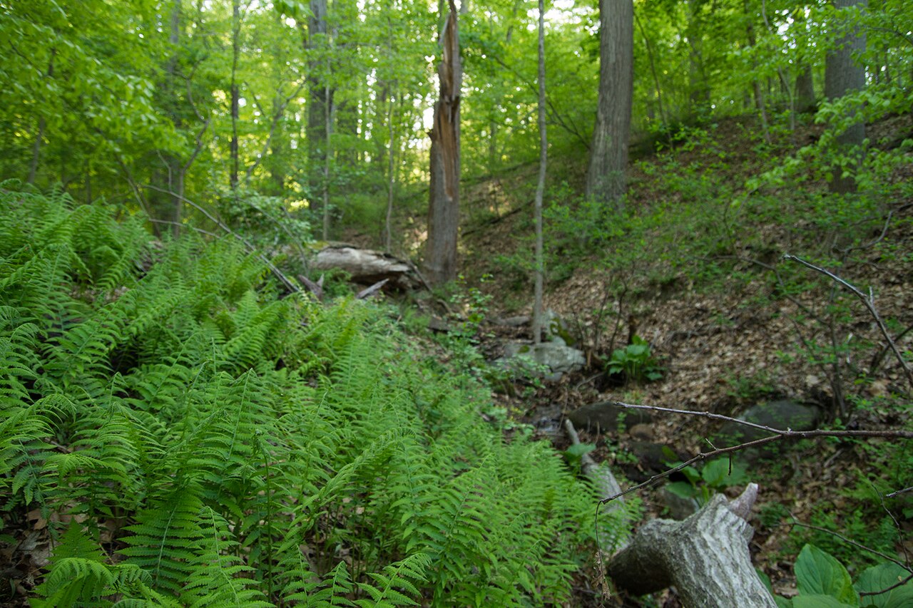 New York Fern (Thelypteris noveboracensis) colony carpeting the floor of a mesic hardwood forest slope
