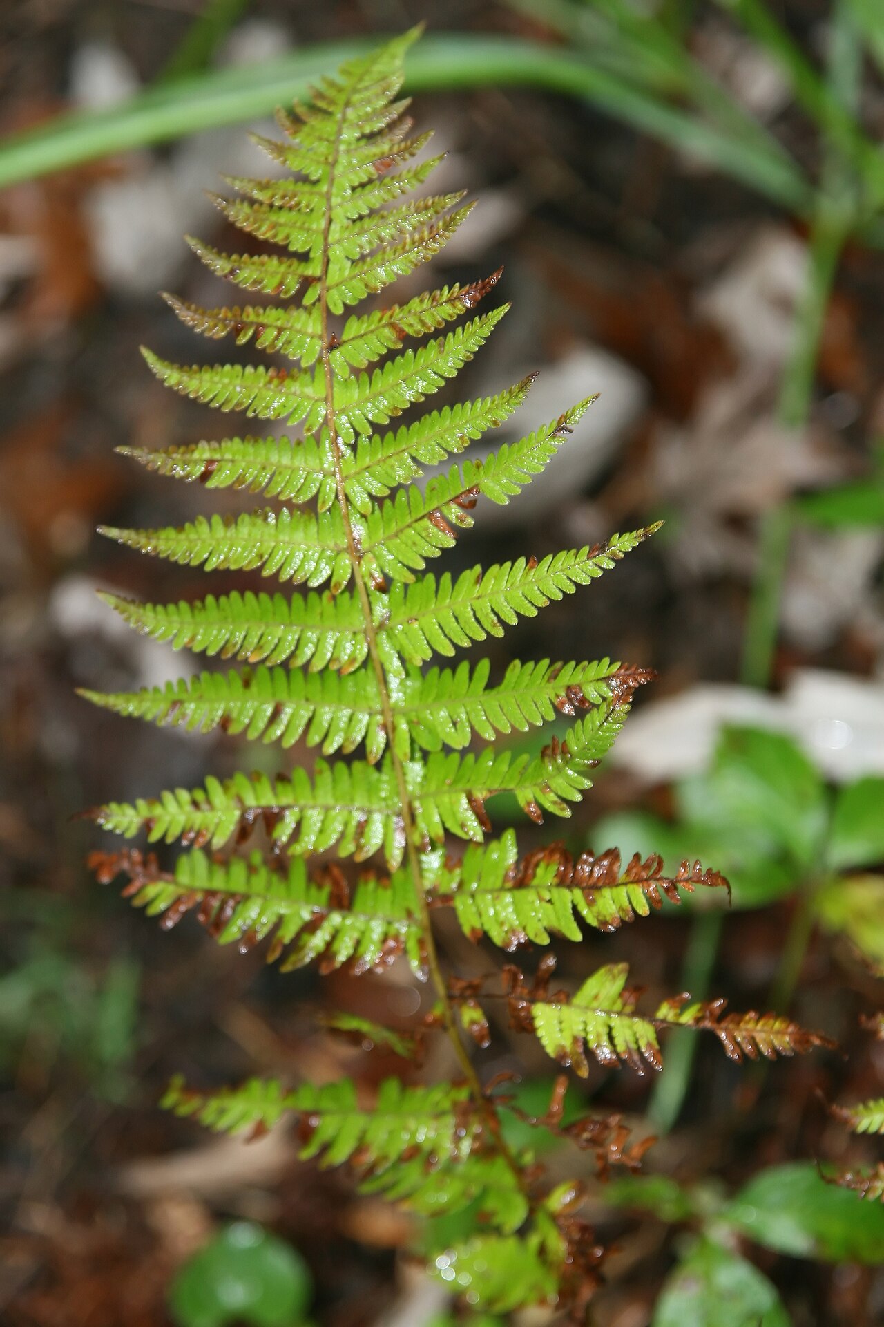 Single New York Fern (Thelypteris noveboracensis) frond tapering to the tip, with pinnae browning at the edges