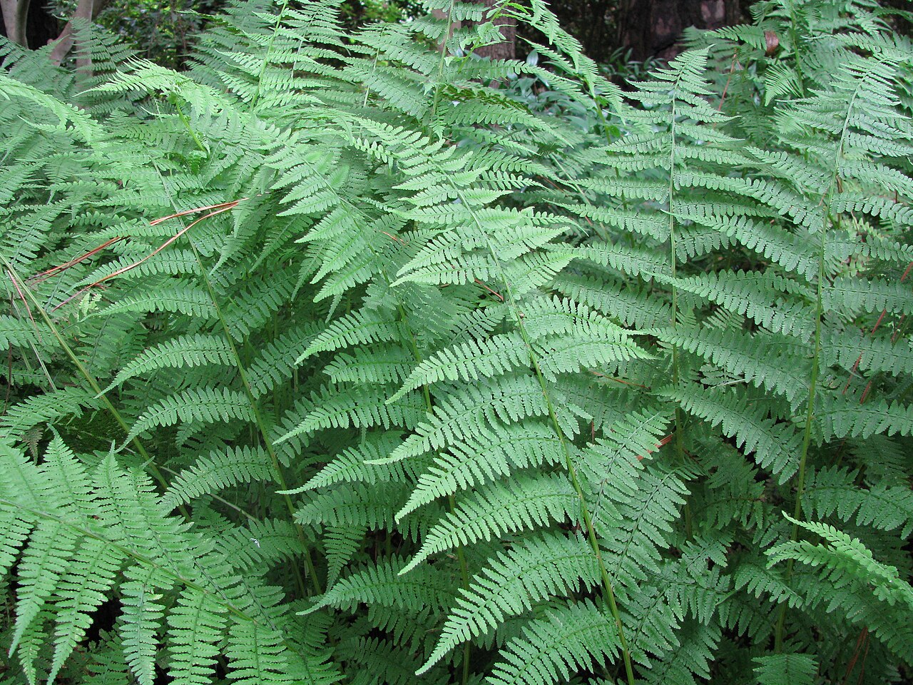 New York Fern (Thelypteris noveboracensis) fronds in a dense colony with pale yellow-green, finely cut foliage