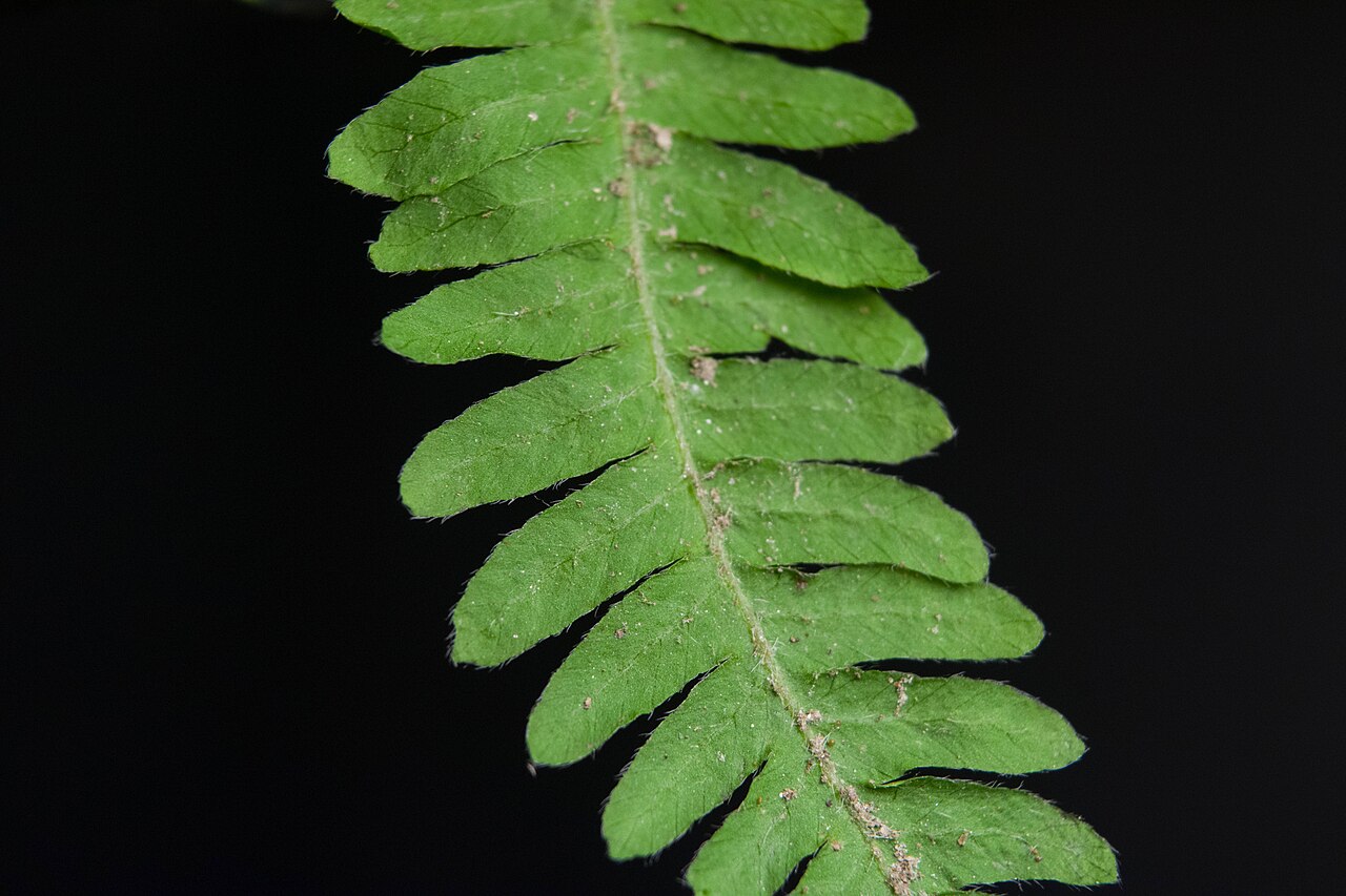 Macro of New York Fern (Thelypteris noveboracensis) pinnae showing lobed segments and fine hairs