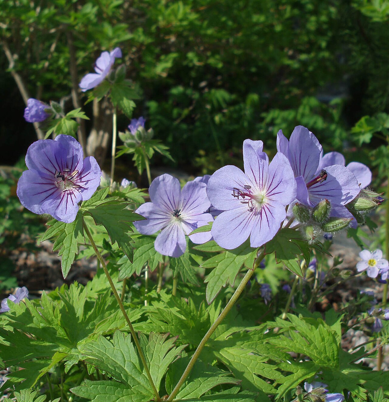 Northern Geranium (Geranium erianthum) - PlantNative.org Northern geranium showing divided green foliage and pale violet flowers