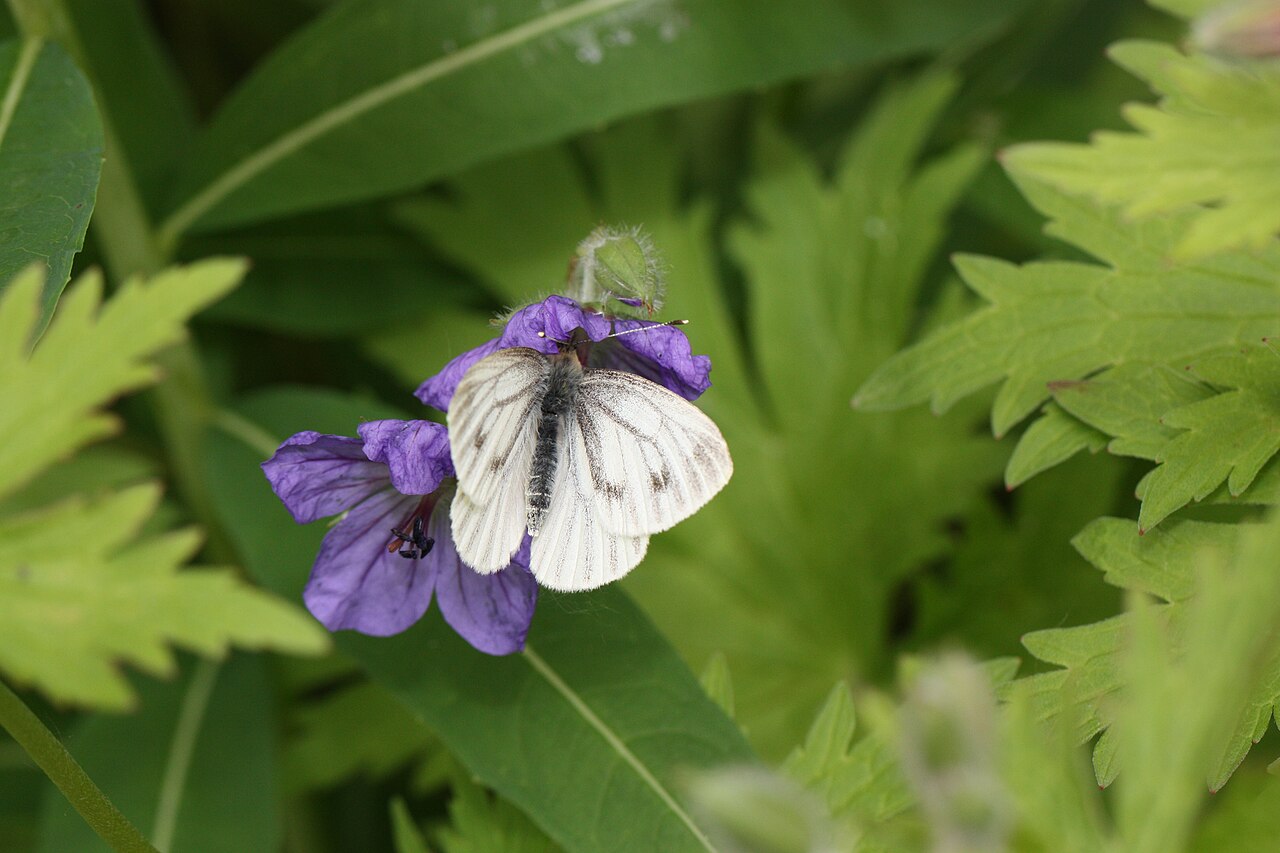 Northern Geranium (Geranium erianthum) - PlantNative.org Arctic white butterfly visiting a northern geranium flower