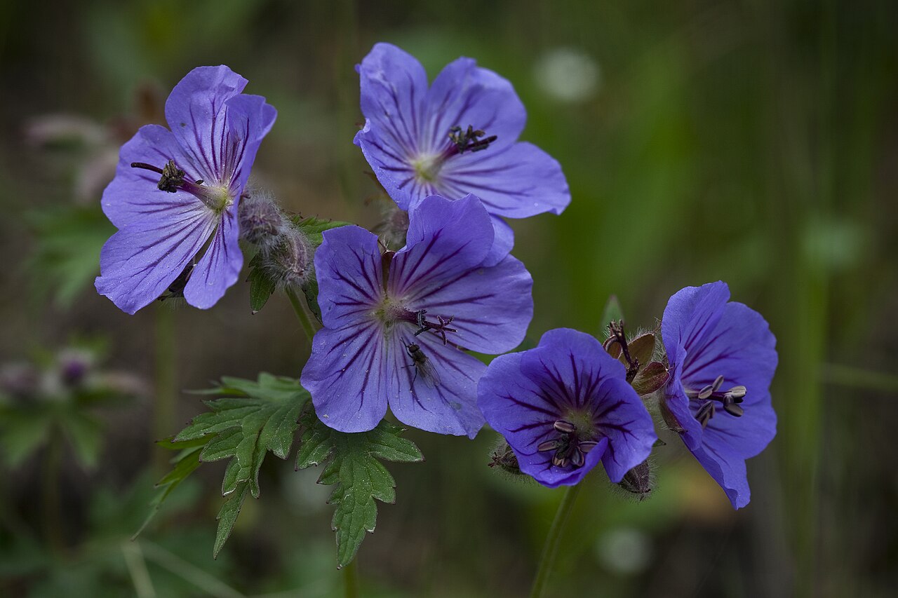 Northern Geranium (Geranium erianthum) - PlantNative.org Northern geranium flowers in Denali with purple veins and hairy sepals