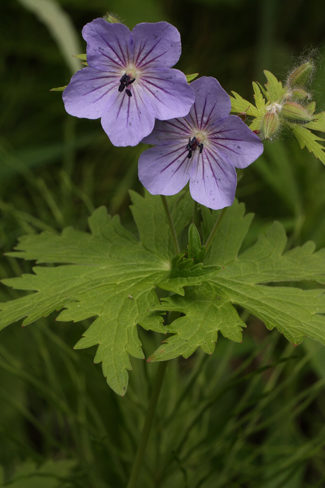 Northern Geranium (Geranium erianthum) - PlantNative.org Geranium erianthum showing deeply cleft leaves below two purple flowers