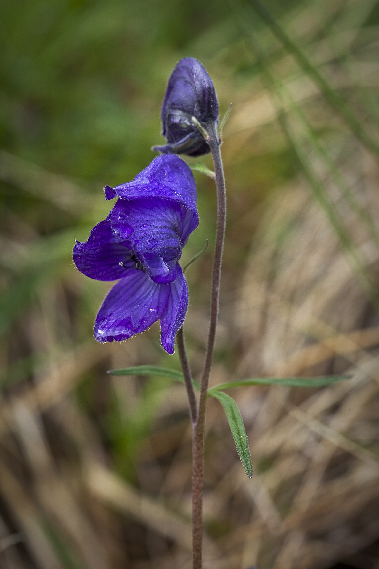 Northern Monkshood (Aconitum delphiniifolium) - PlantNative.org Northern monkshood flower and bud photographed in Denali National Park
