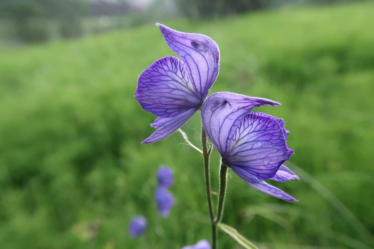 Northern Monkshood (Aconitum delphiniifolium) - PlantNative.org Two violet northern monkshood flowers showing the curved hood and fine veins