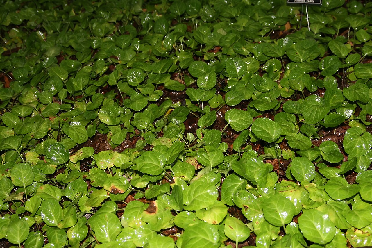 Oconee Bells (Shortia galacifolia) - PlantNative.org Dense colony of Oconee Bells (Shortia galacifolia) glossy round evergreen leaves forming a ground cover