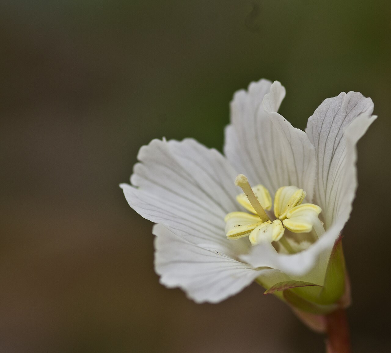 Oconee Bells (Shortia galacifolia) - PlantNative.org Close-up of an Oconee Bells (Shortia galacifolia) flower showing fringed white petals and yellow anthers