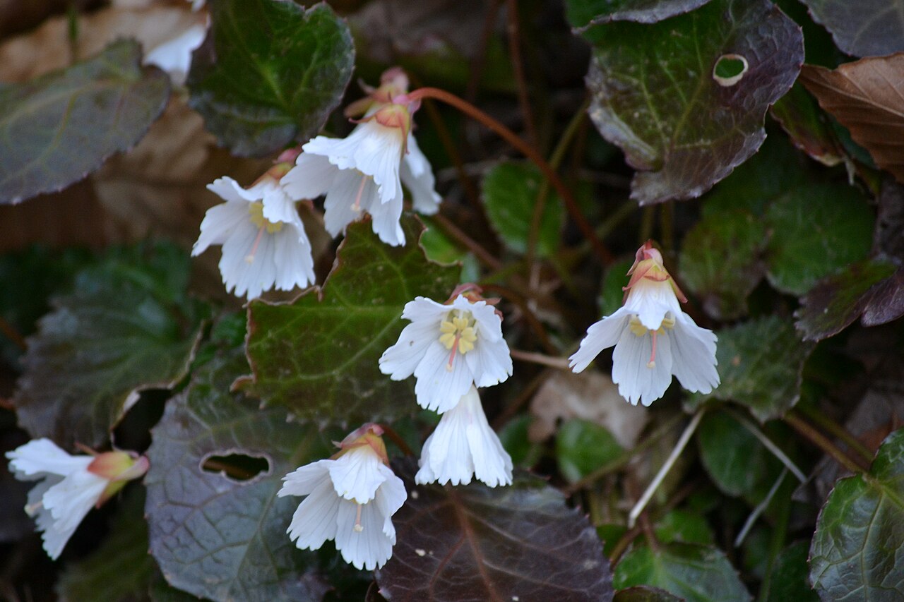 Oconee Bells (Shortia galacifolia) - PlantNative.org Oconee Bells (Shortia galacifolia) with white fringed bell-shaped flowers among bronze-green evergreen leaves