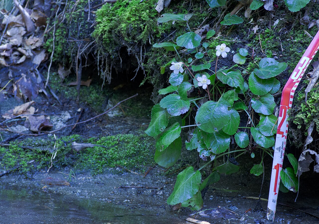 Oconee Bells (Shortia galacifolia) - PlantNative.org Oconee Bells (Shortia galacifolia) blooming on a mossy stream bank in Macon County, North Carolina