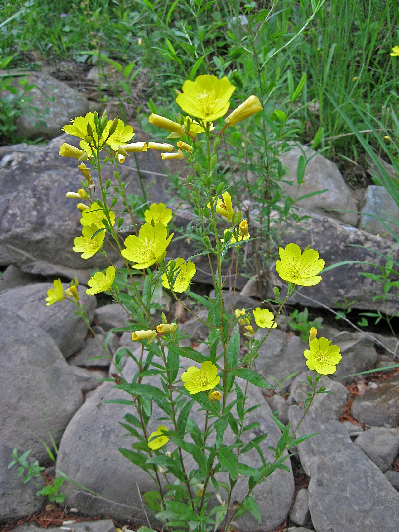 Wild sundrops on sandstone riverscour at Daddys Creek, Cumberland County, Tennessee.