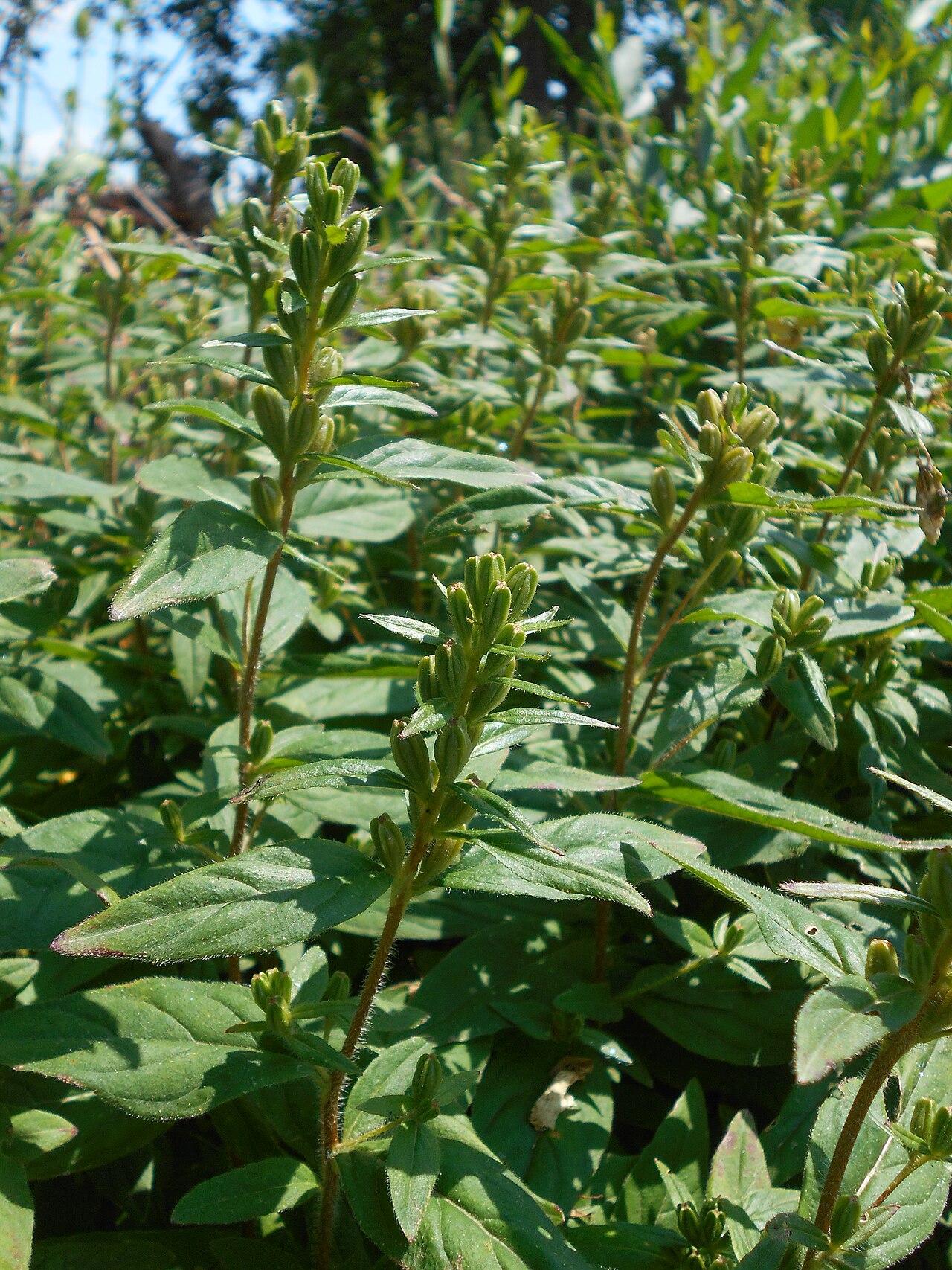 Leafy sundrops stems and developing capsules in cultivation.