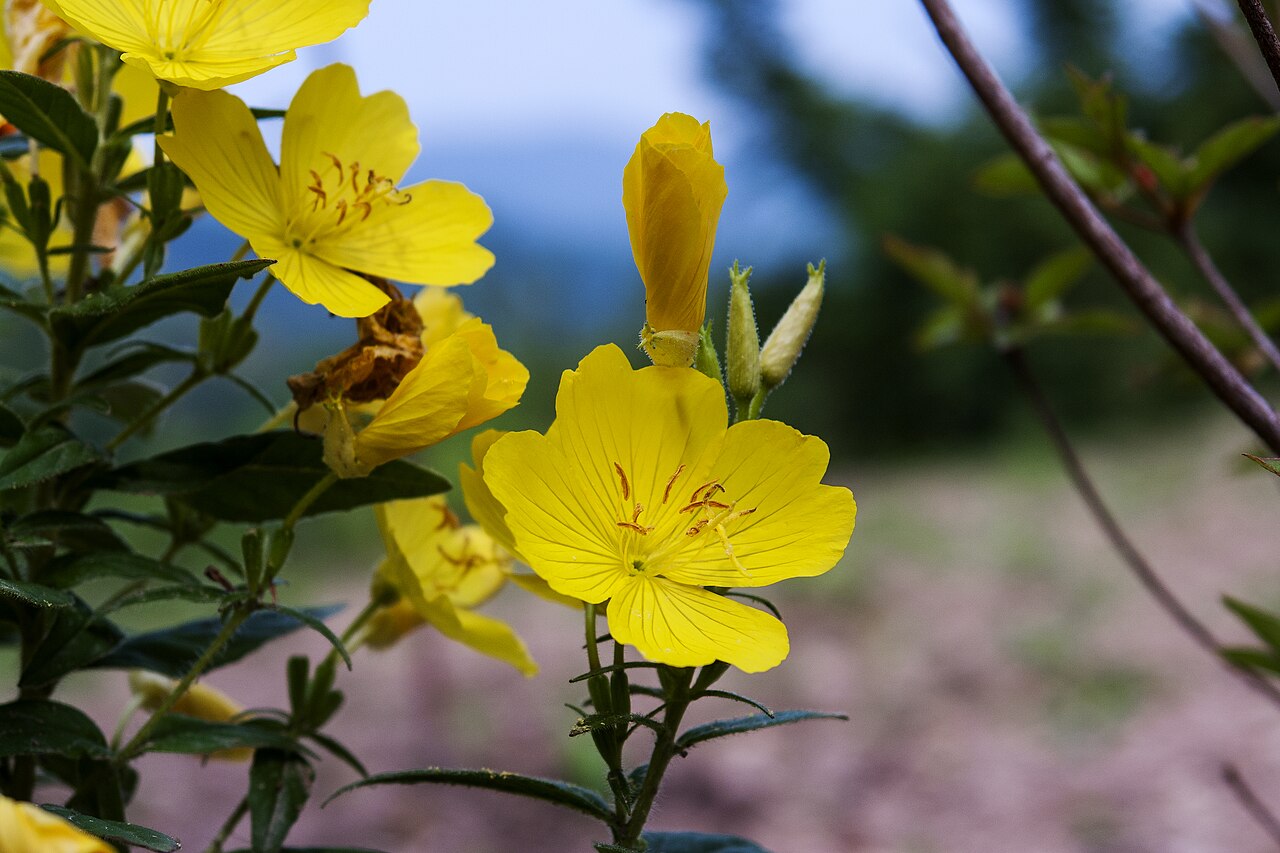 Four-petaled yellow flowers of Oenothera fruticosa.