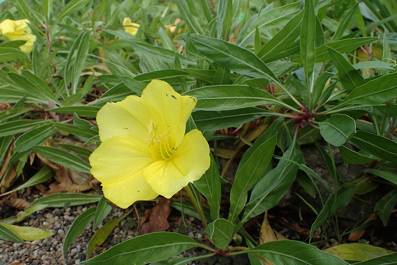 Missouri Primrose (Oenothera macrocarpa) - PlantNative.org Oenothera macrocarpa flowers