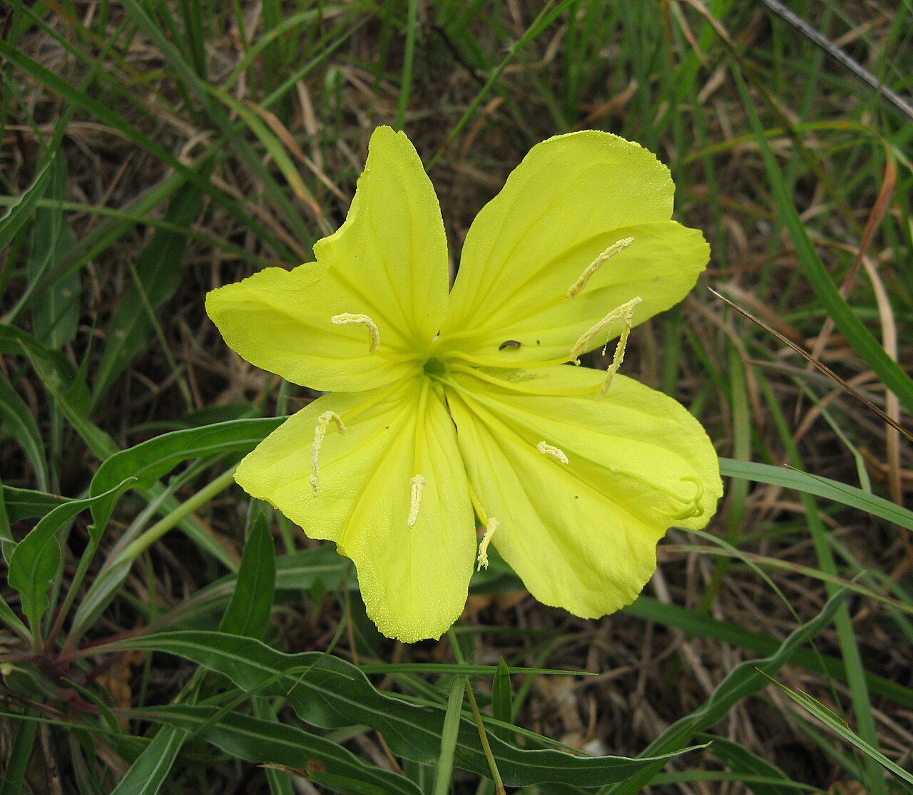Missouri Primrose (Oenothera macrocarpa) - PlantNative.org Oenothera macrocarpa foliage and growth habit