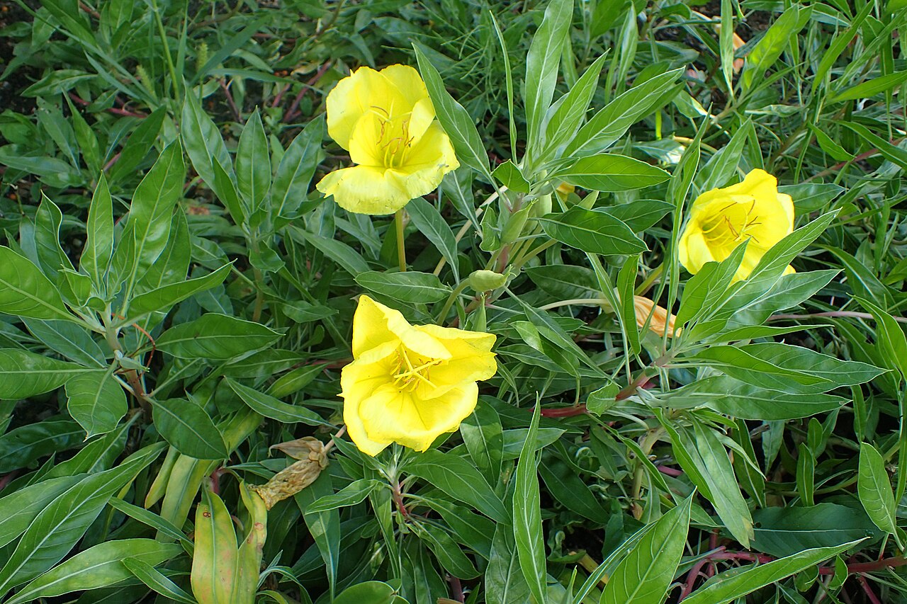 Missouri Primrose (Oenothera macrocarpa) - PlantNative.org Oenothera macrocarpa growth and seasonal features
