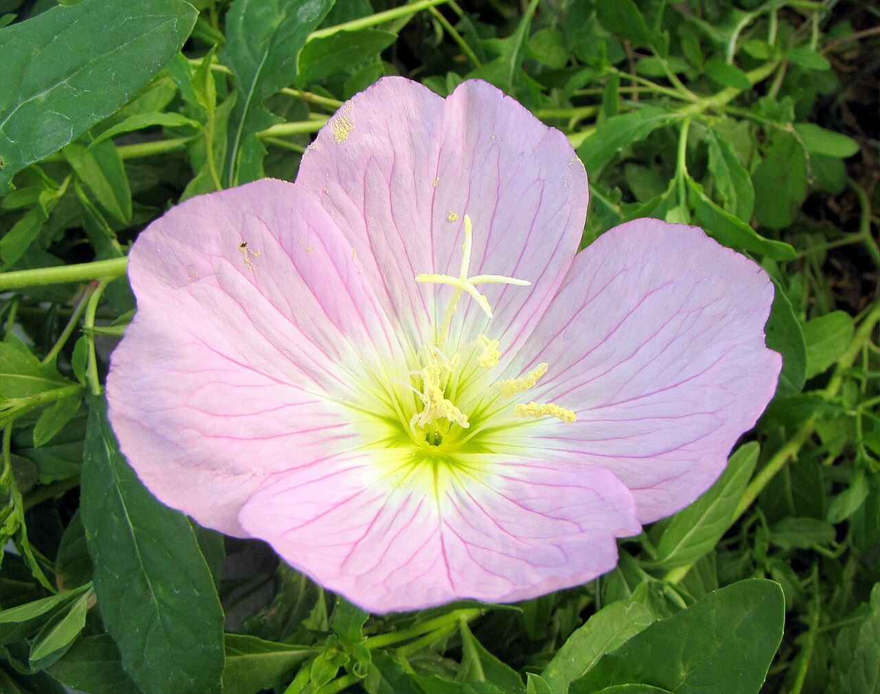 Pink Primrose (Oenothera speciosa) - PlantNative.org Oenothera speciosa flower showing four pink petals and a pale center
