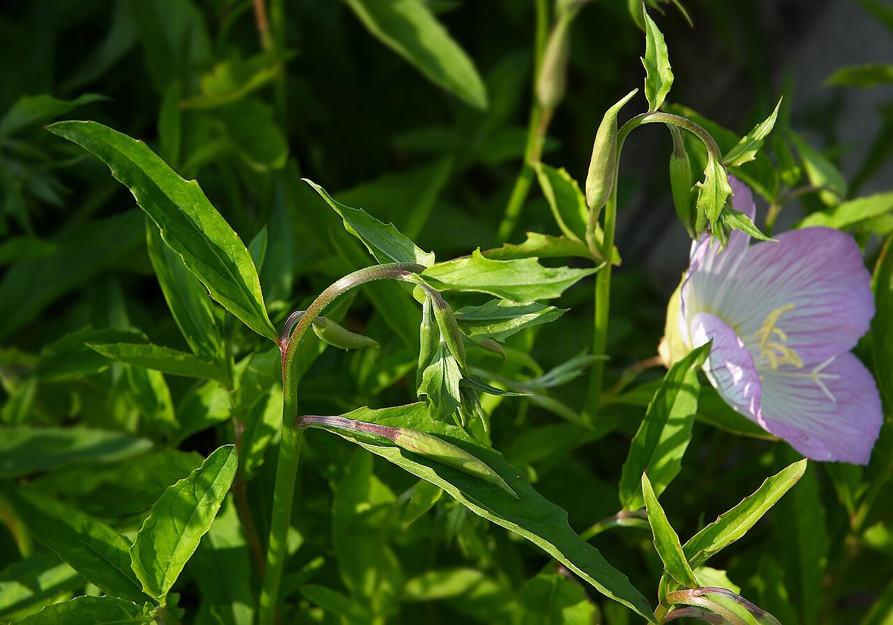 Pink Primrose (Oenothera speciosa) - PlantNative.org Foliage and buds of cultivated Oenothera speciosa 'Siskiyou'