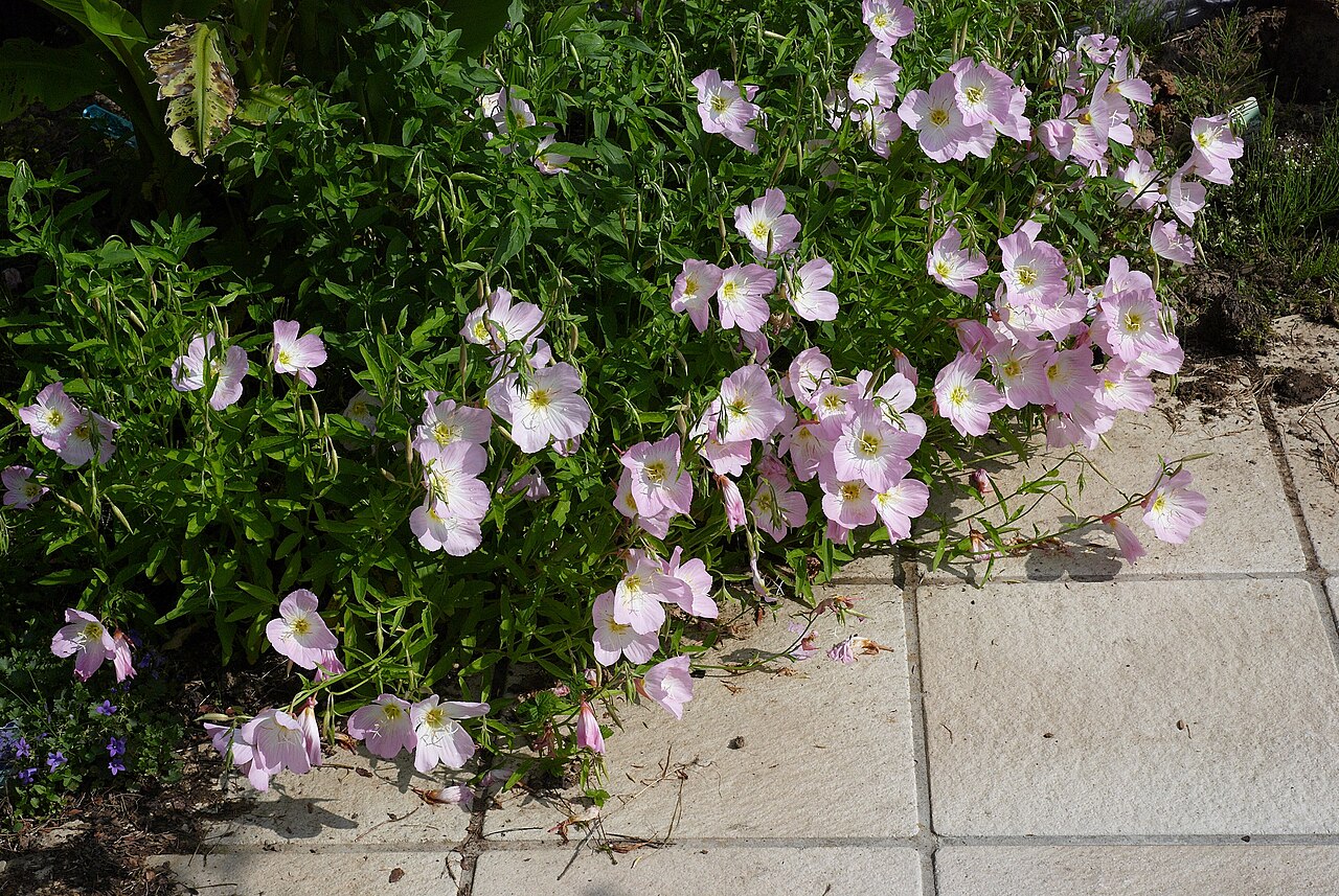 Pink Primrose (Oenothera speciosa) - PlantNative.org Cultivated Oenothera speciosa 'Siskiyou' spreading beside paving