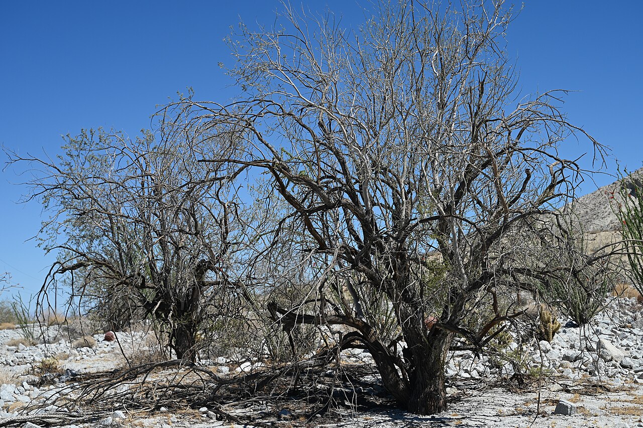 Desert Ironwood (Olneya tesota) - PlantNative.org Desert ironwood in Nude Wash, Anza-Borrego Desert State Park, California.