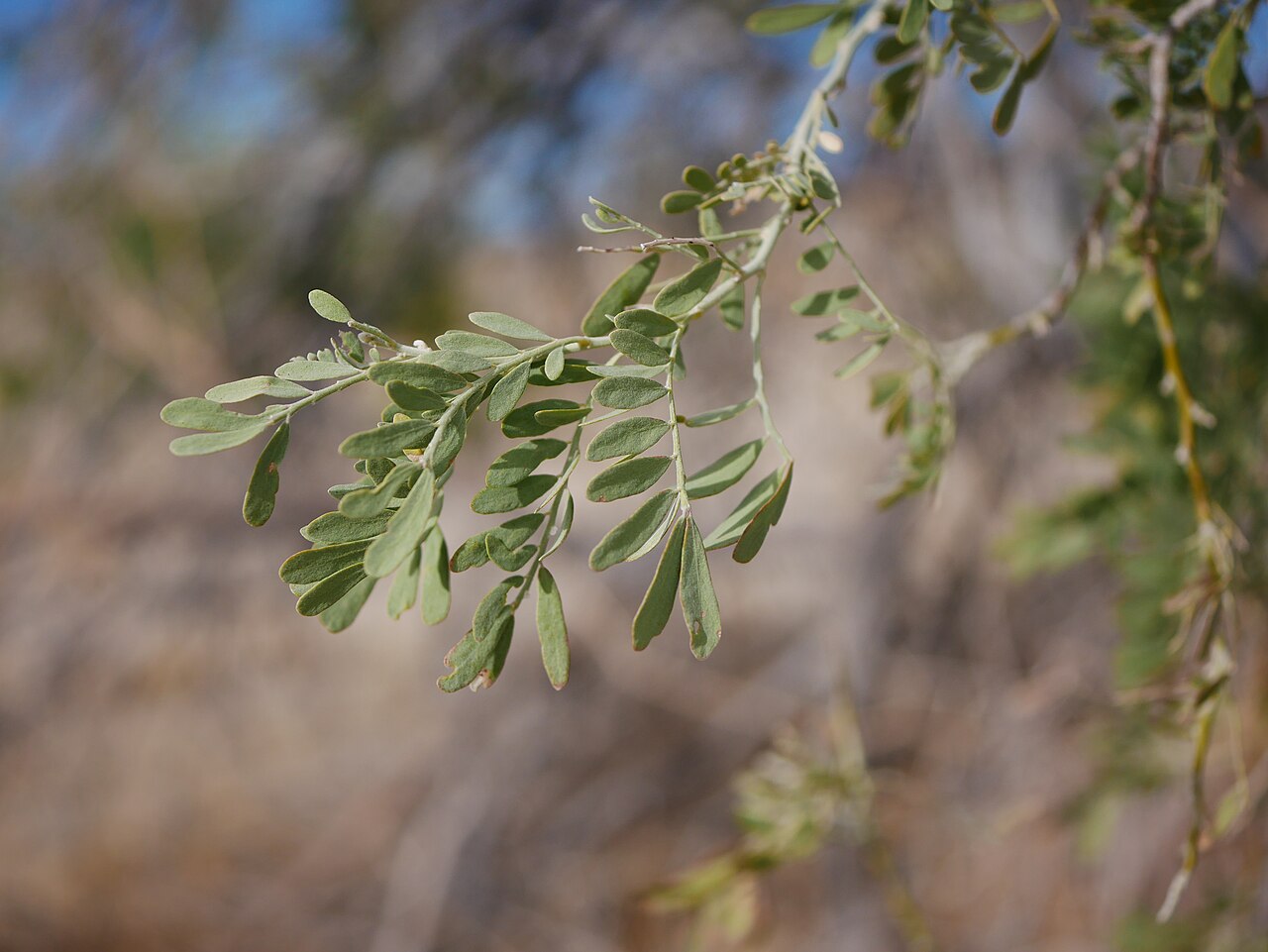Desert Ironwood (Olneya tesota) - PlantNative.org Gray-green compound leaves of Olneya tesota in Joshua Tree National Park, California.