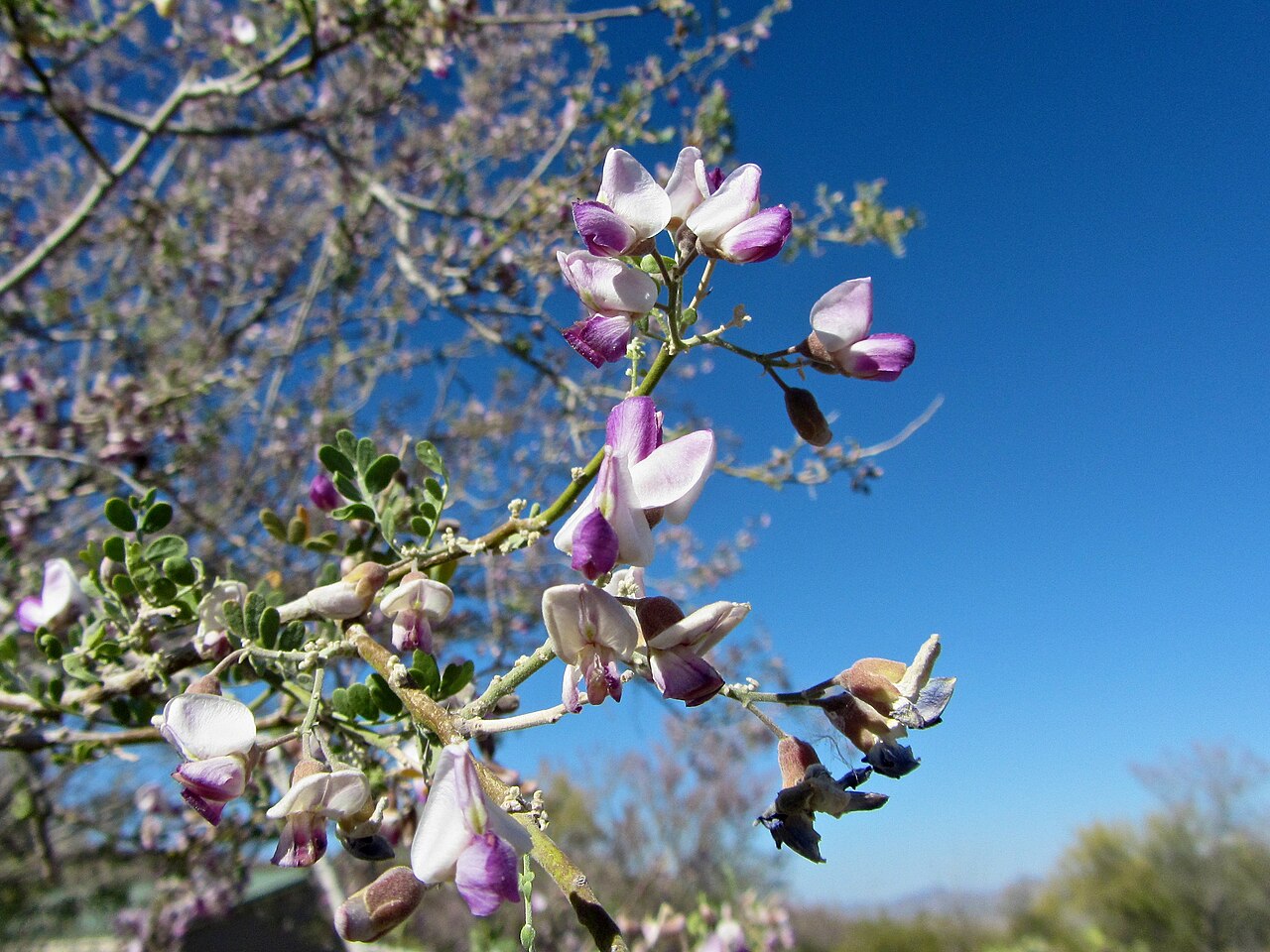 Desert Ironwood (Olneya tesota) - PlantNative.org Pink and pale pea-like flowers of desert ironwood at Old Tucson, Arizona.