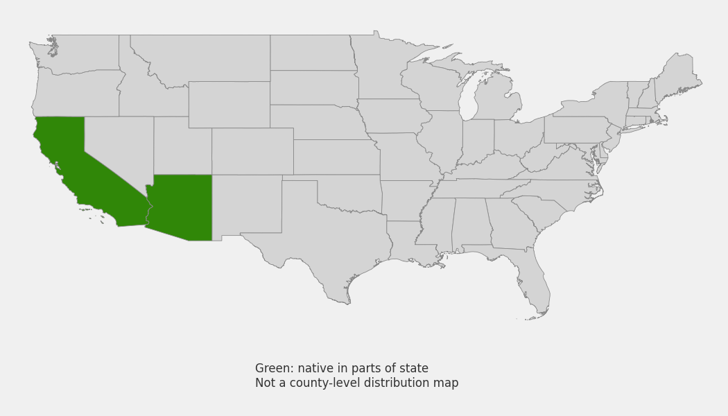 State-level native range of Olneya tesota
