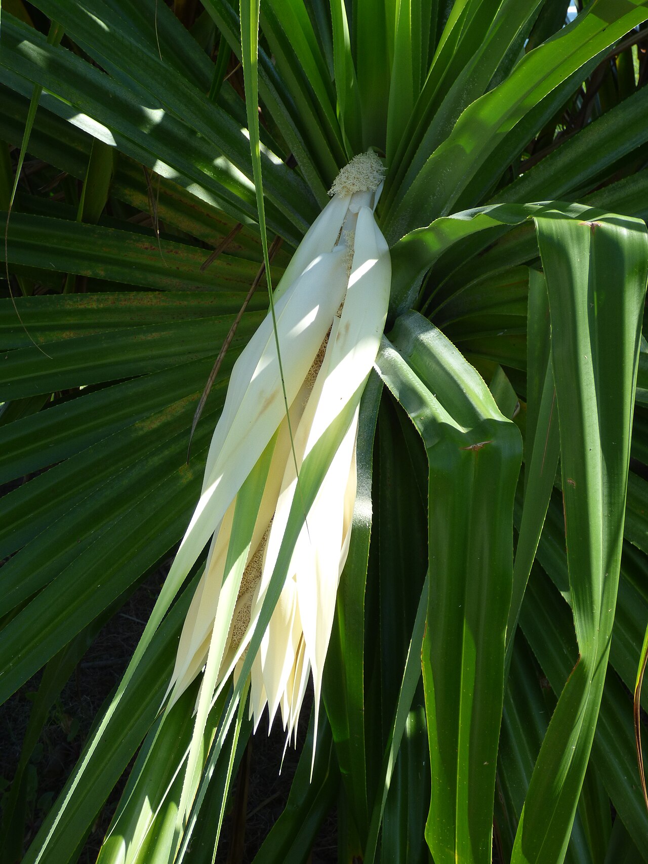 Hala (Pandanus tectorius) - PlantNative.org Hīnano male hala flowers with pale fragrant bracts on Maui