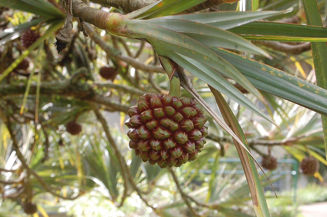 Hala (Pandanus tectorius) - PlantNative.org Developing hala fruit in a botanical garden