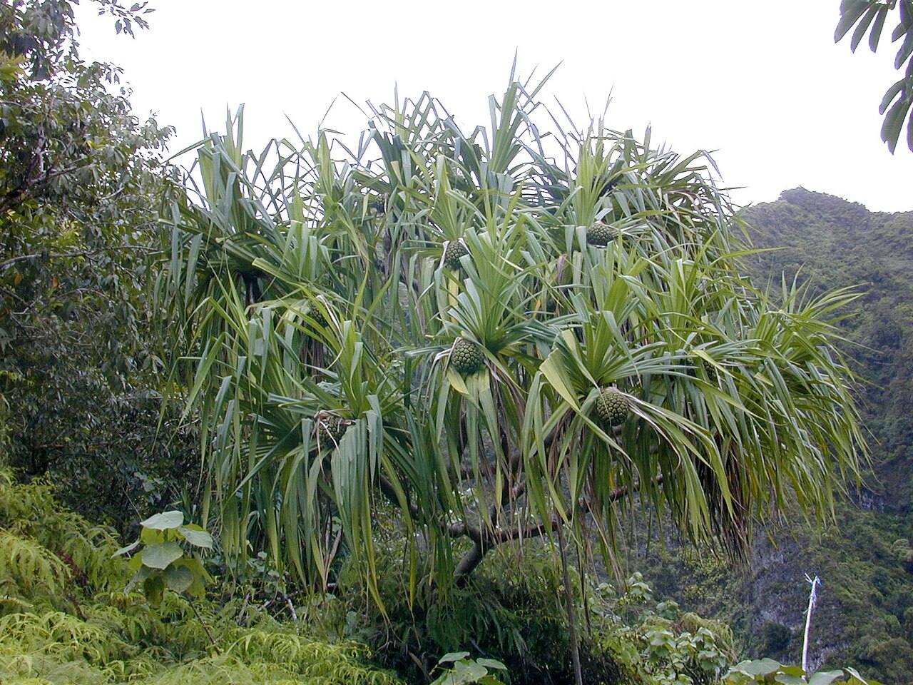 Hala (Pandanus tectorius) - PlantNative.org Hala growing on windward Oʻahu