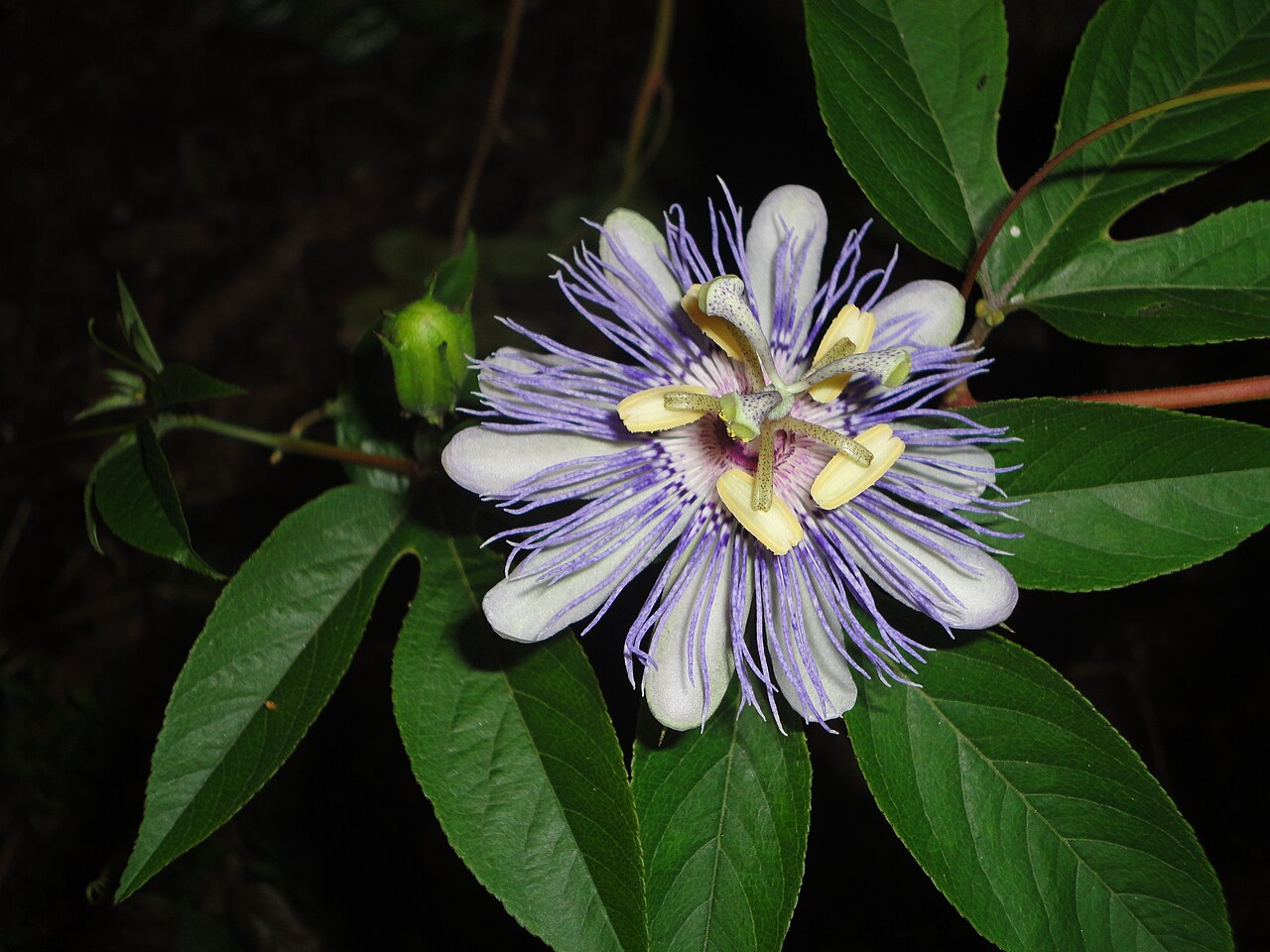 Purple Passionflower (Passiflora incarnata) - PlantNative.org Purple passionflower and three-lobed leaves in Gainesville, Florida