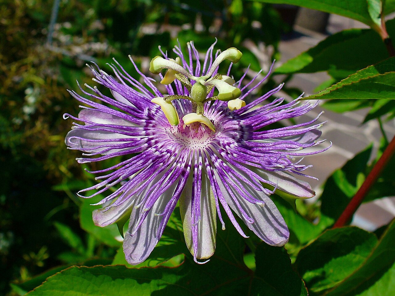 Purple Passionflower (Passiflora incarnata) - PlantNative.org Purple passionflower showing the fringed corona, cultivated in Karlsruhe, Germany