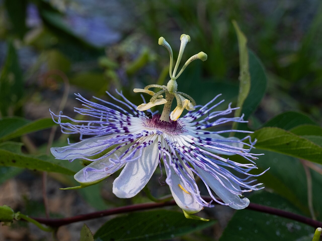 Purple Passionflower (Passiflora incarnata) - PlantNative.org Side view of a purple passionflower in the United States