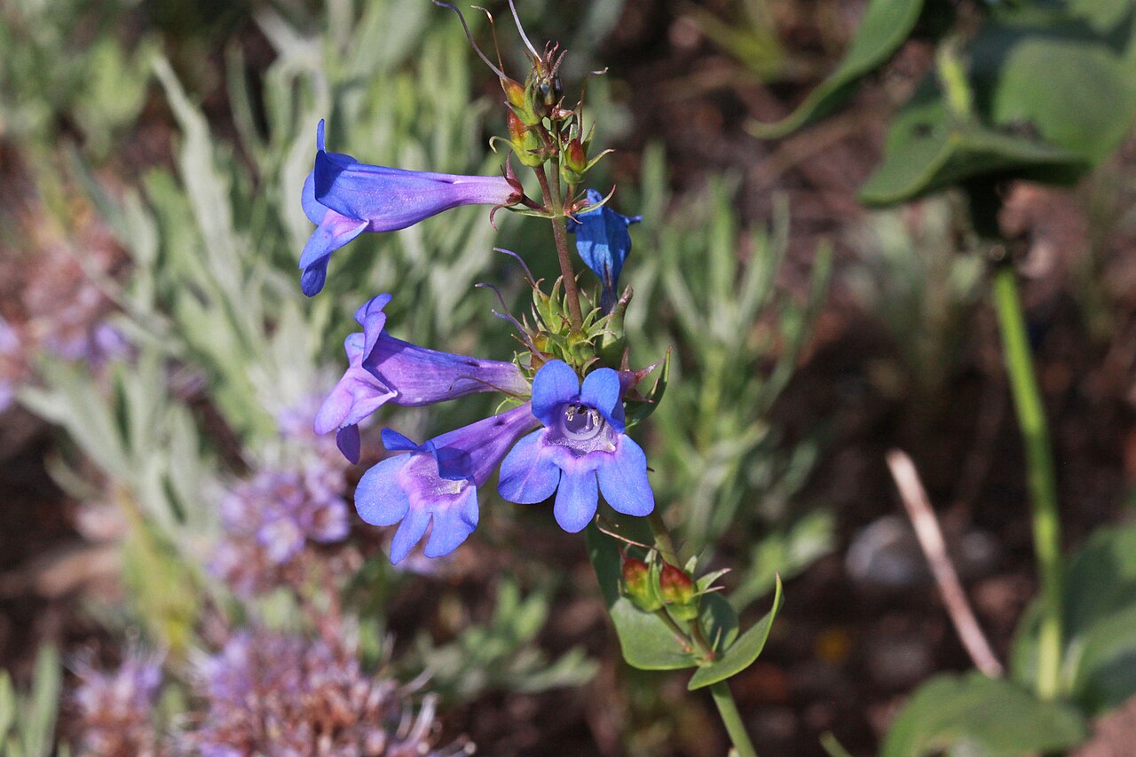 Wasatch Penstemon (Penstemon cyananthus) - PlantNative.org Penstemon cyananthus flowers
