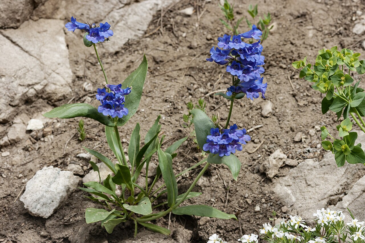 Wasatch Penstemon (Penstemon cyananthus) - PlantNative.org Penstemon cyananthus growth and seasonal features
