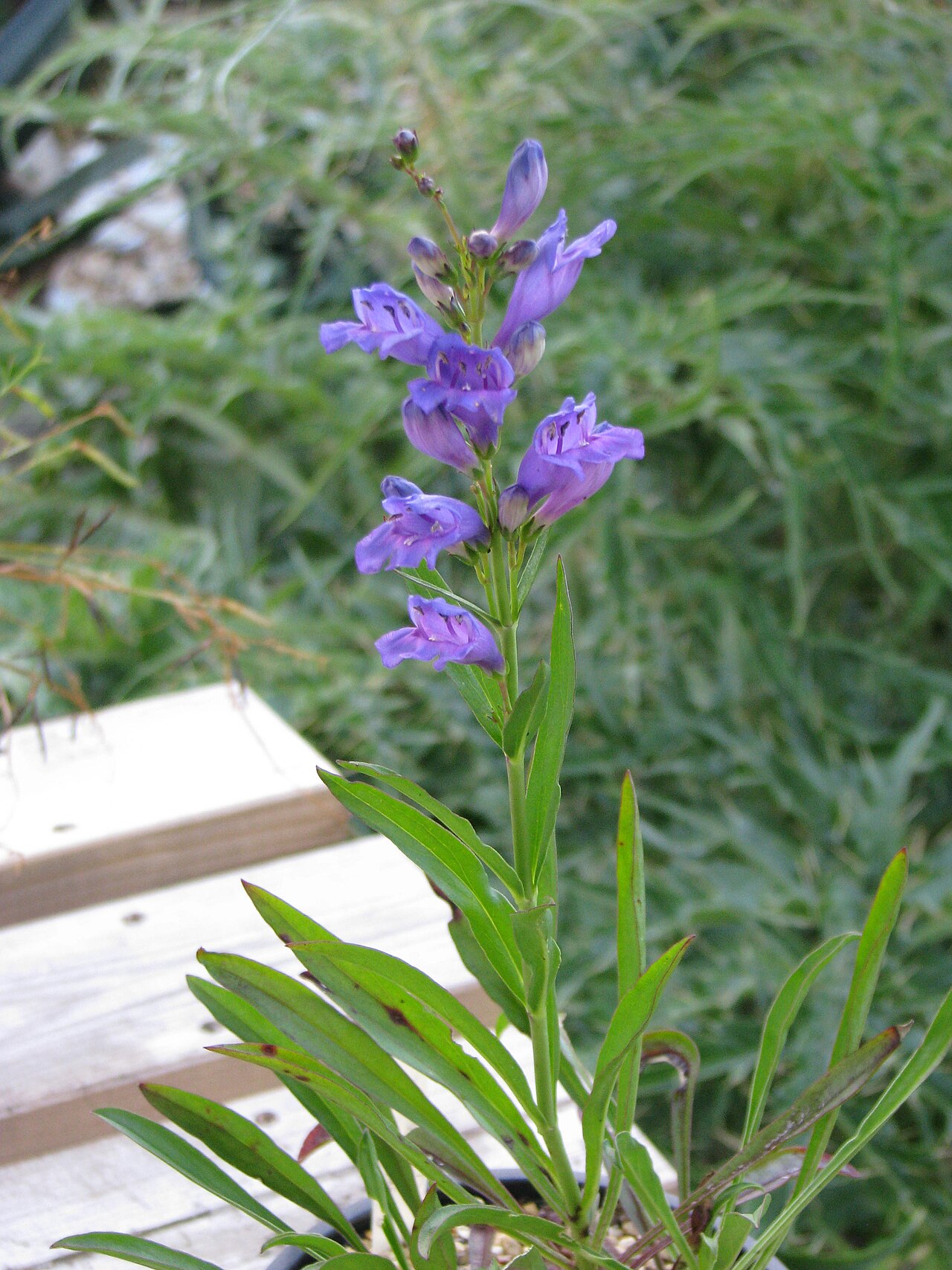 Dark Blue Penstemon (Penstemon cyaneus) - PlantNative.org Dark blue penstemon flowering above its leafy stems; a cultivated specimen.