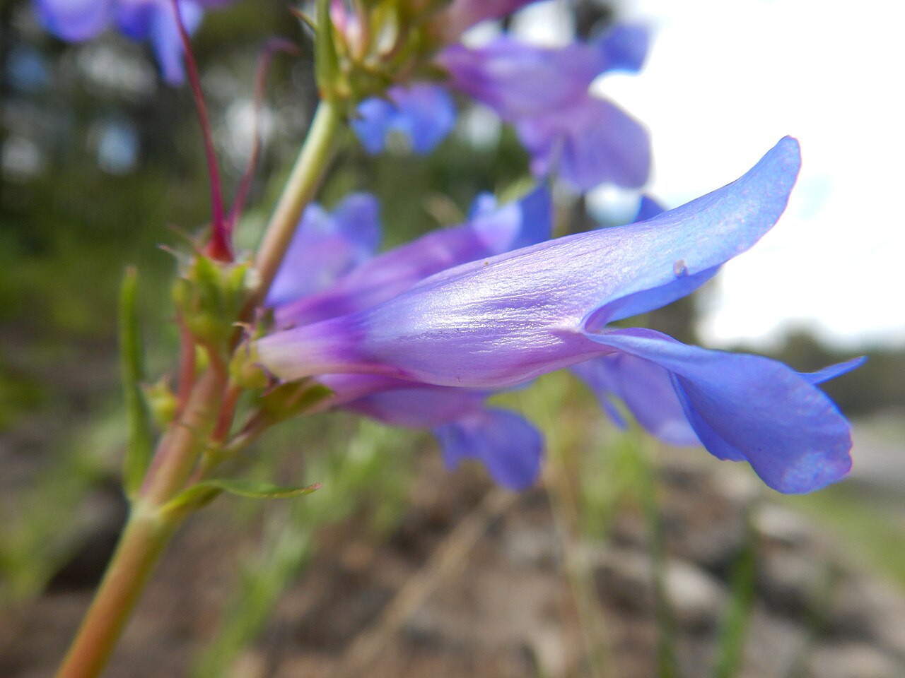Dark Blue Penstemon (Penstemon cyaneus) - PlantNative.org Side view of a blue Penstemon cyaneus flower, showing the long tubular corolla.