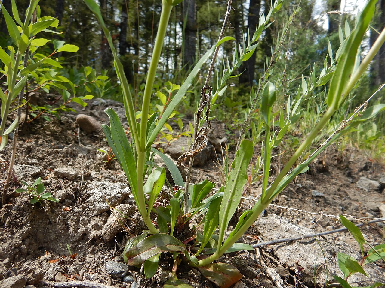Dark Blue Penstemon (Penstemon cyaneus) - PlantNative.org Smooth green leaves and basal growth of Penstemon cyaneus.