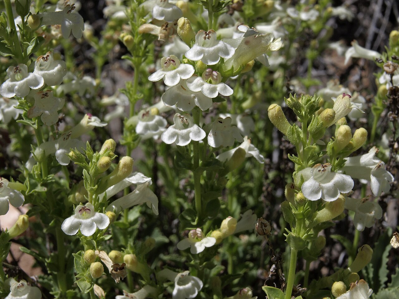 Hot Rock Penstemon (Penstemon deustus) - PlantNative.org Pale flowers of hot rock penstemon, photographed as var. pedicellatus in the Sierra Nevada.