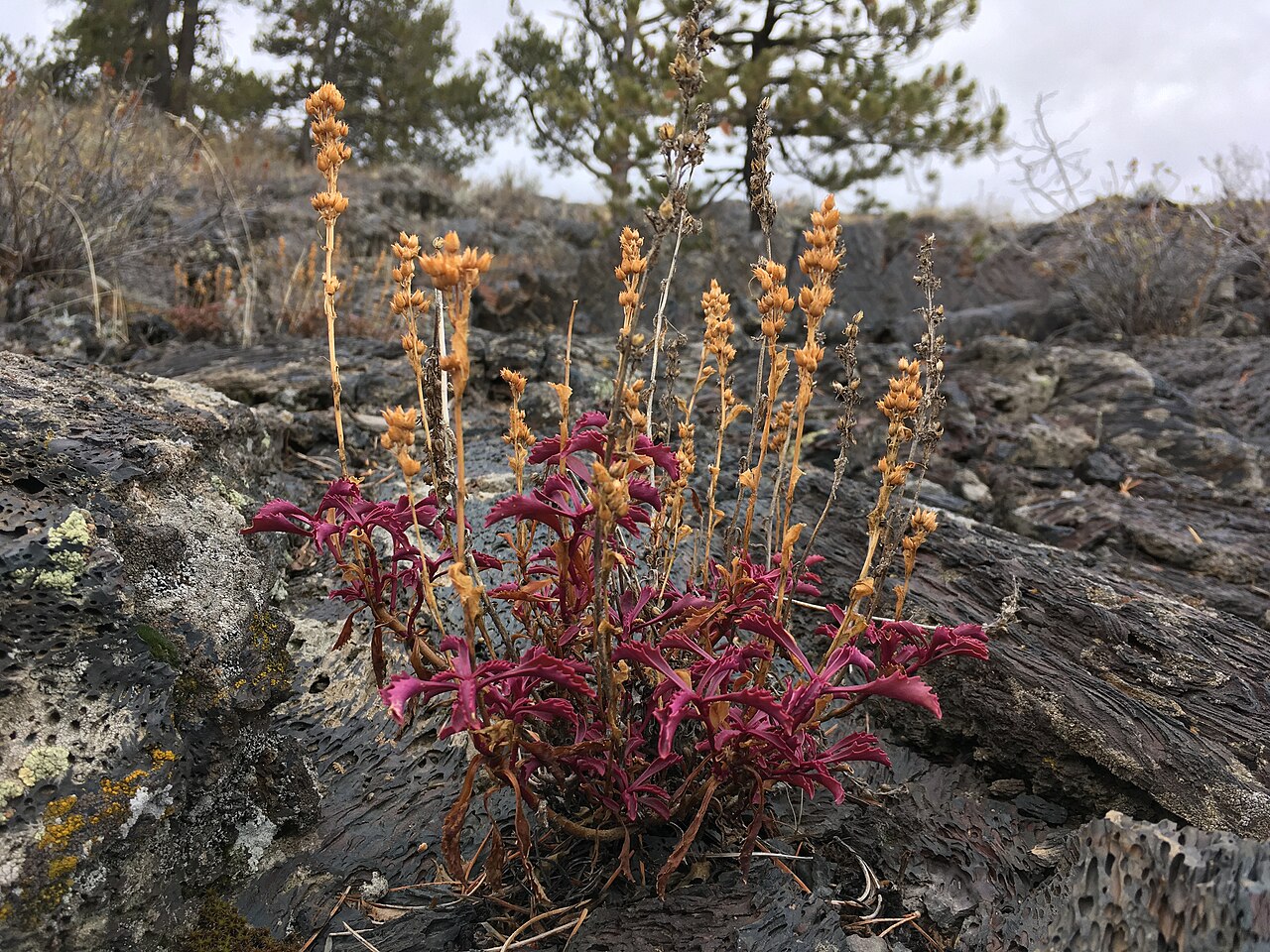 Hot Rock Penstemon (Penstemon deustus) - PlantNative.org Hot rock penstemon in winter condition on volcanic rock at Craters of the Moon, Idaho.