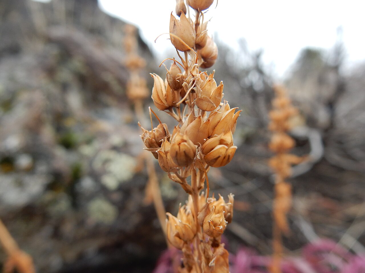 Hot Rock Penstemon (Penstemon deustus) - PlantNative.org Open dry capsules of hot rock penstemon after seed dispersal.