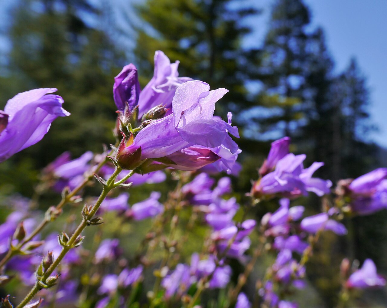 Shrubby Penstemon (Penstemon fruticosus) - PlantNative.org Shrubby penstemon flowering near Blewett Pass, Washington.