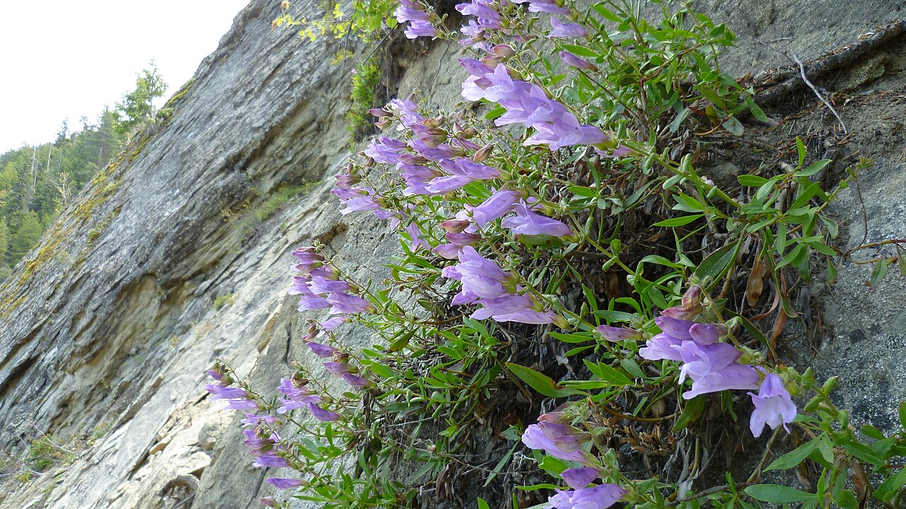 Shrubby Penstemon (Penstemon fruticosus) - PlantNative.org Shrubby penstemon growing against rock near Mission Ridge, Washington.
