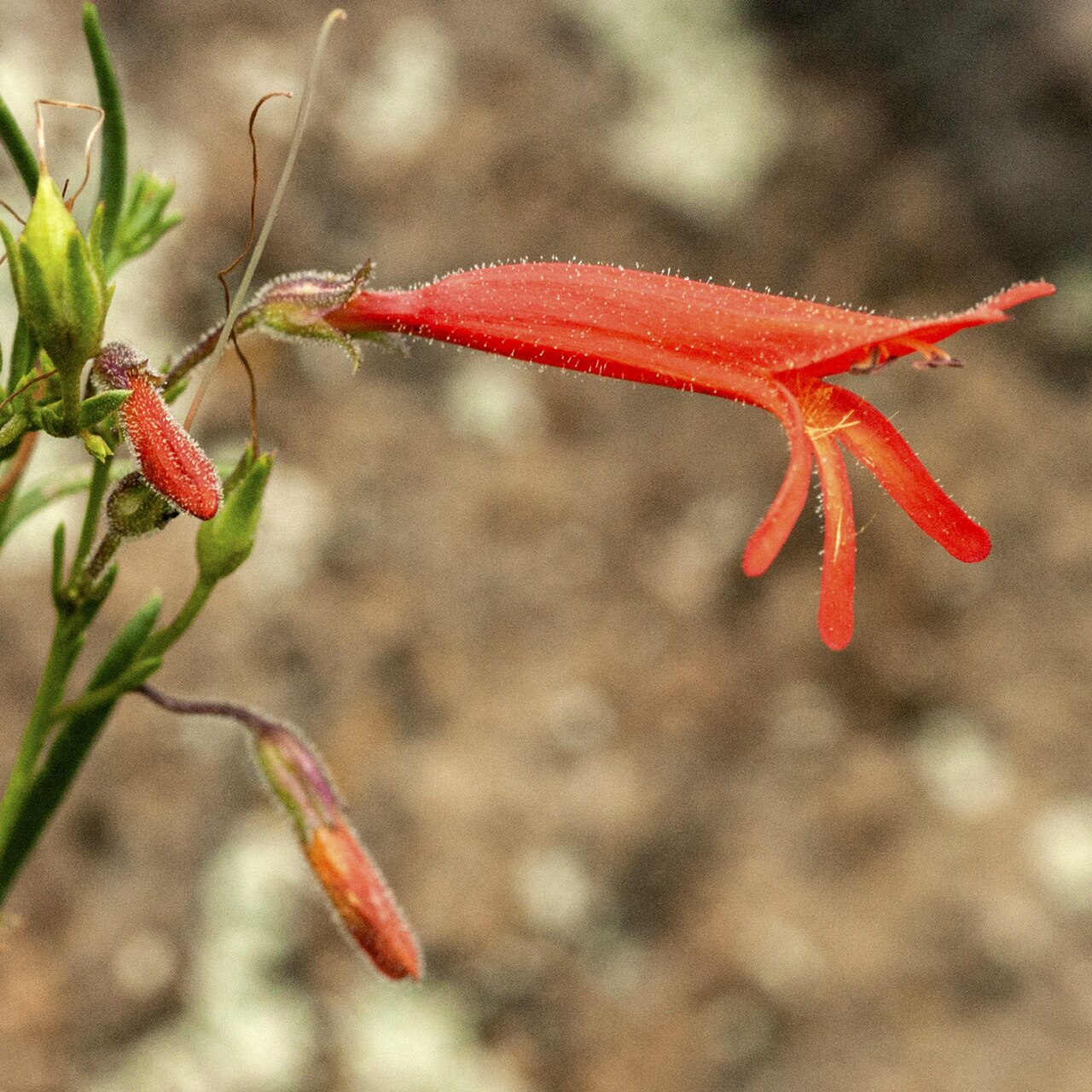 Scarlet tubular flower of pine-leaf penstemon.