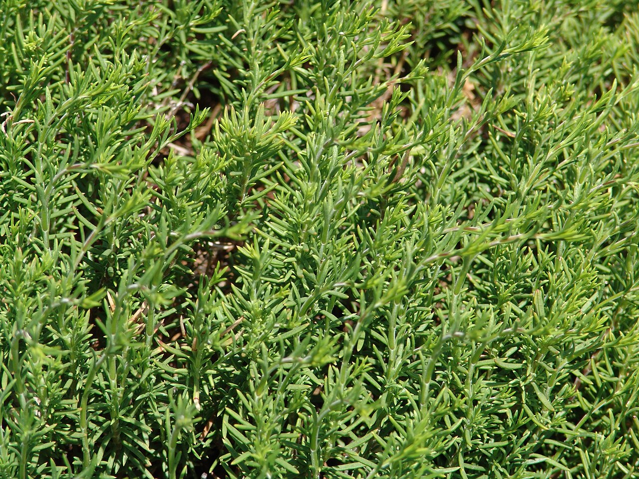 Needle-like foliage of pine-leaf penstemon cultivated at Denver Botanic Gardens; Colorado is outside its native range.