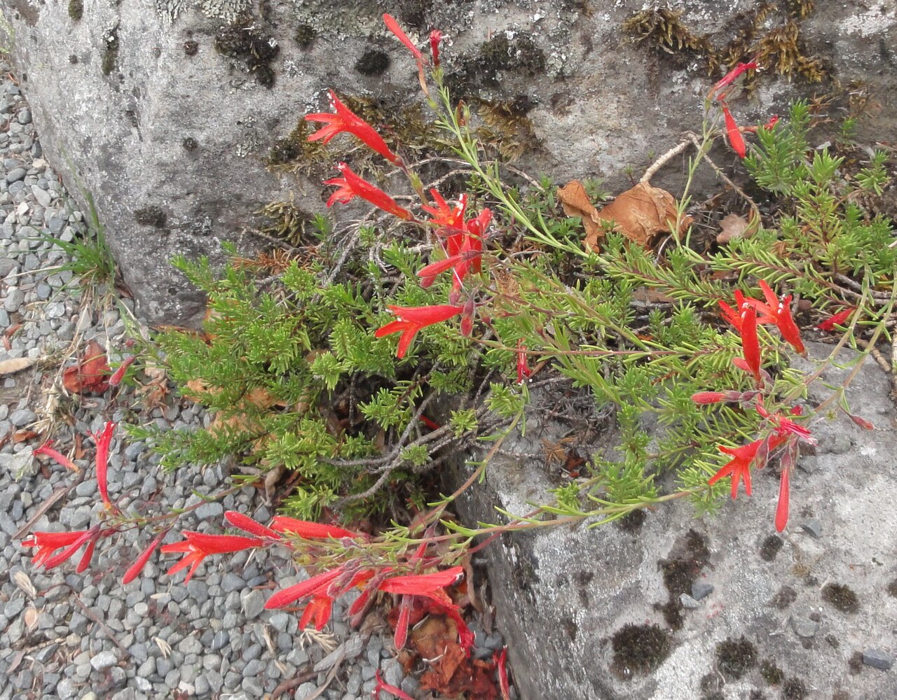 Flowering pine-leaf penstemon in Christchurch Botanic Gardens, New Zealand; a cultivated plant.